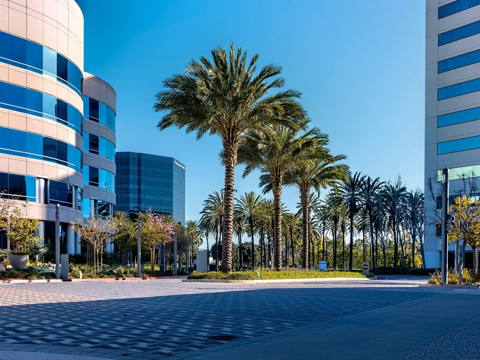 Modern office buildings and palm trees under a clear sky